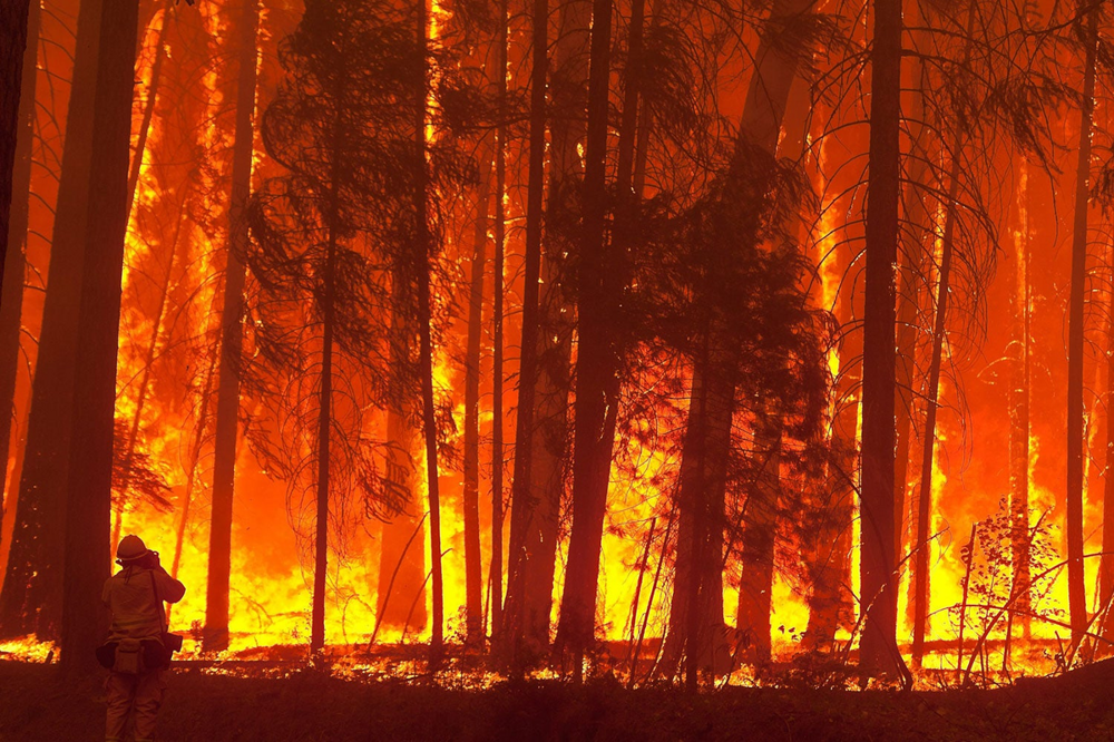 Как лес восстанавливается после пожара