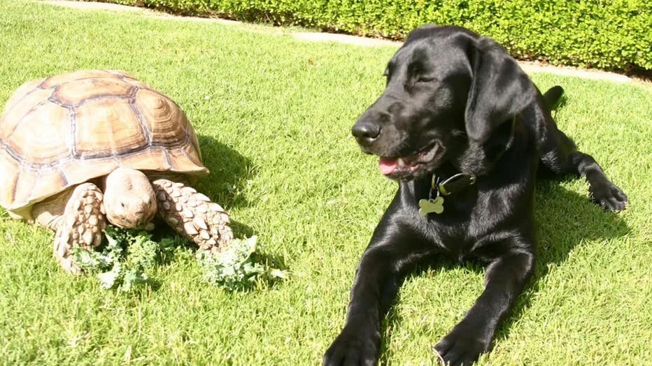 Девушка 22 года дружит с африканской черепахой
