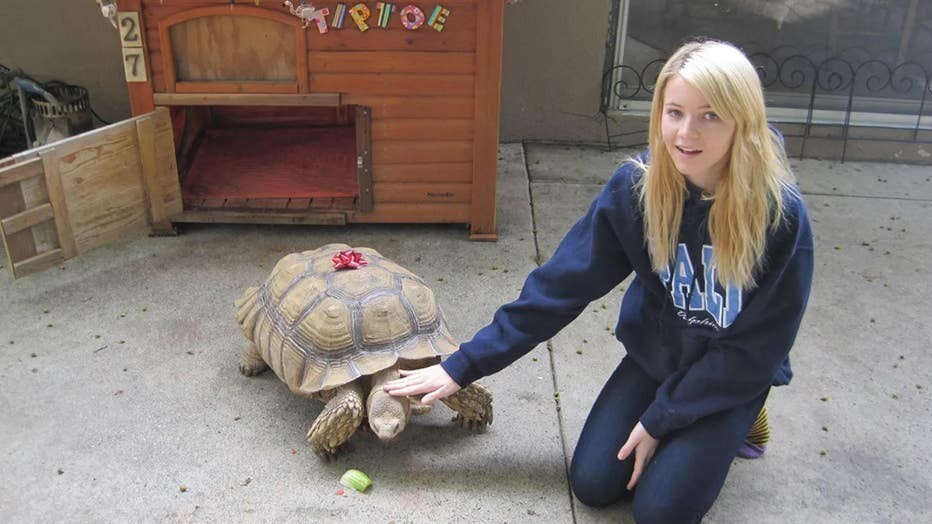 Девушка 22 года дружит с африканской черепахой