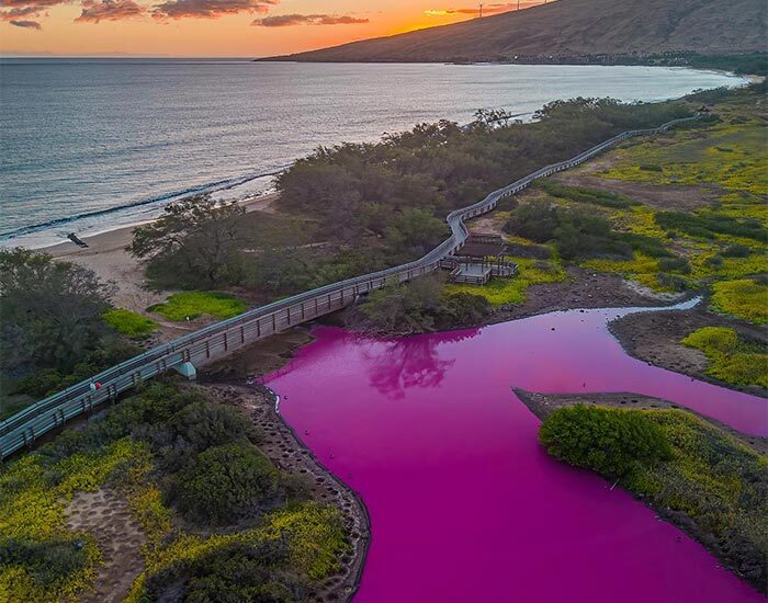 Цветная розовая вода пруда Келия
