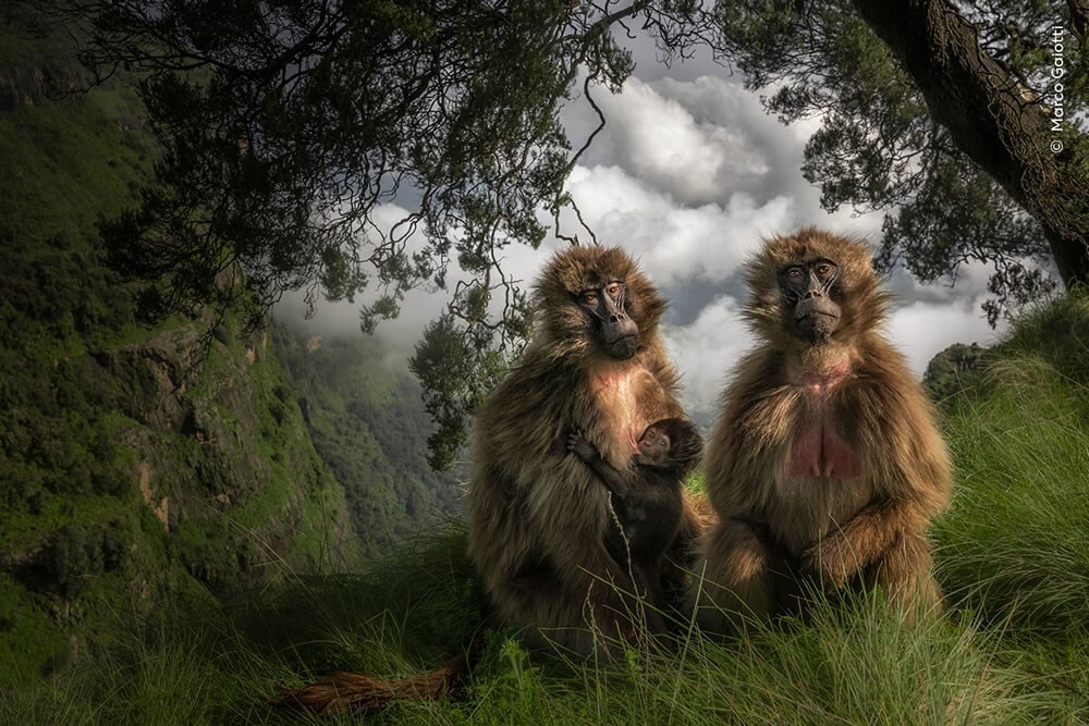 Лучшие работы конкурса "Фотограф дикой природы года"