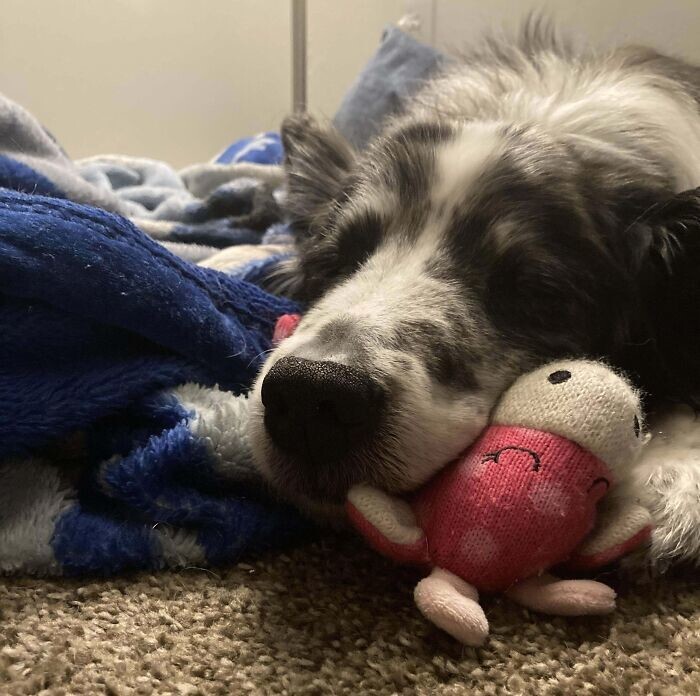 15. "Нашему псу 14 лет - он уже не особо играет со своими игрушками, но любит спать с ними"