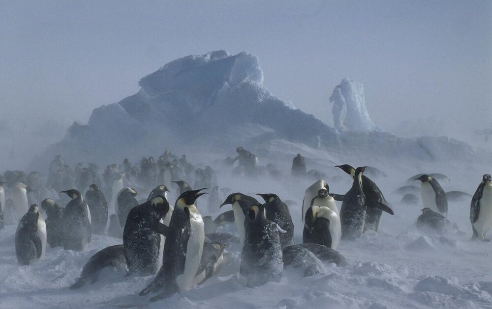 Как императорские пингвины высиживают яйца в −50°С при ураганном ветре Антарктиды