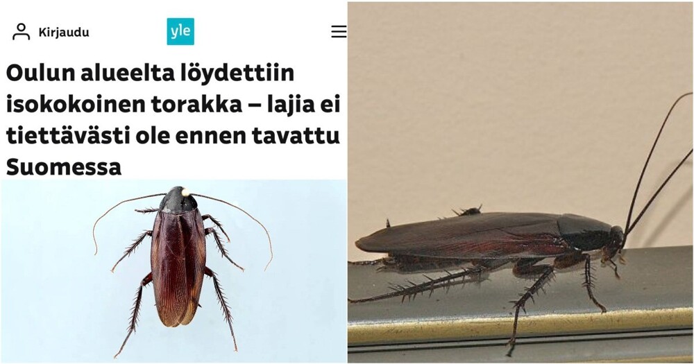 В Финляндии обнаружили огромных дымчатых тараканов