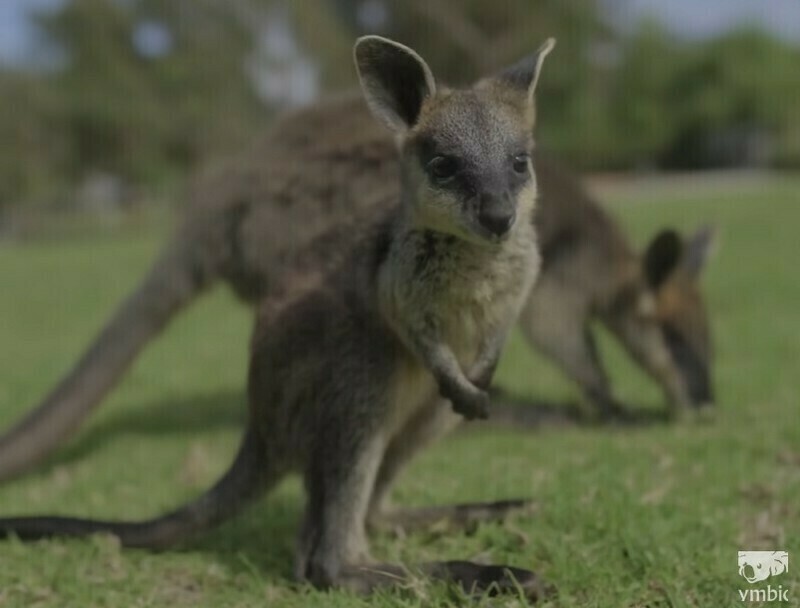 Уникальные кадры, как маленький кенгуру растет в сумке