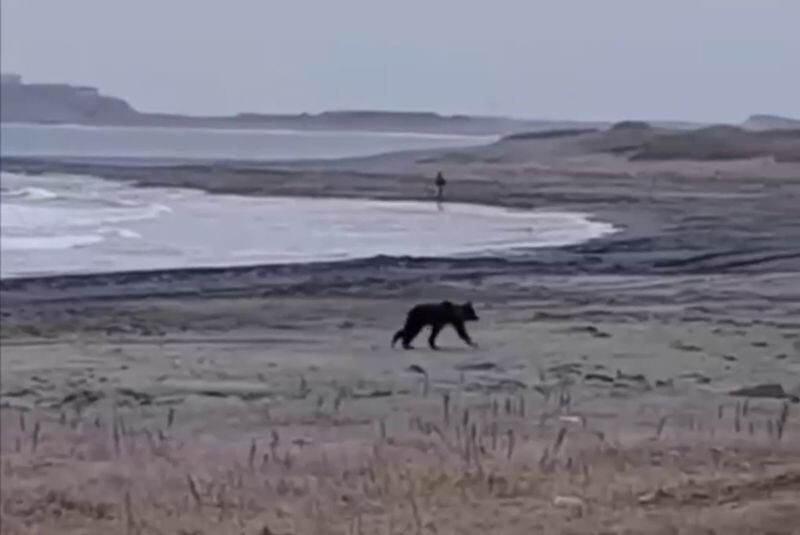 Мотивация на максимуме: мужчину во время утренней пробежки преследовал медведь