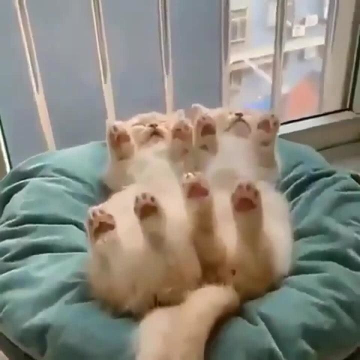 Синхронный сон 