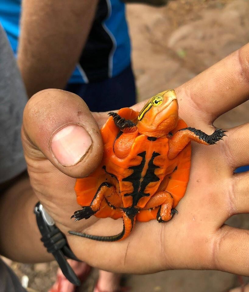 11. Я нашел эту черепаху необычного оранжевого цвета во вьетнамских джунглях