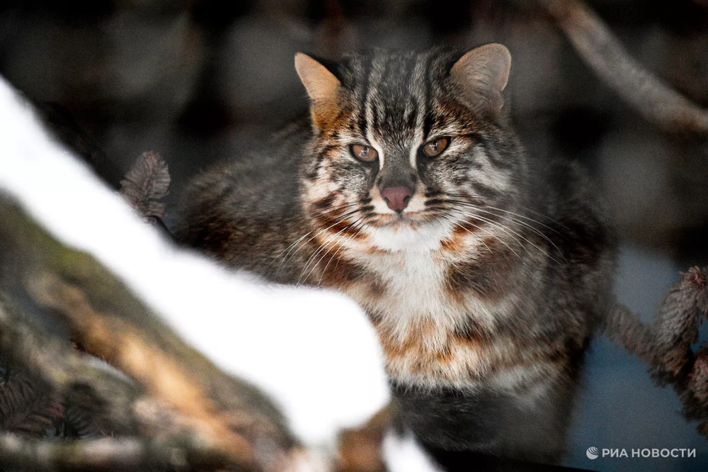 Дальневосточный лесной кот в Приморье