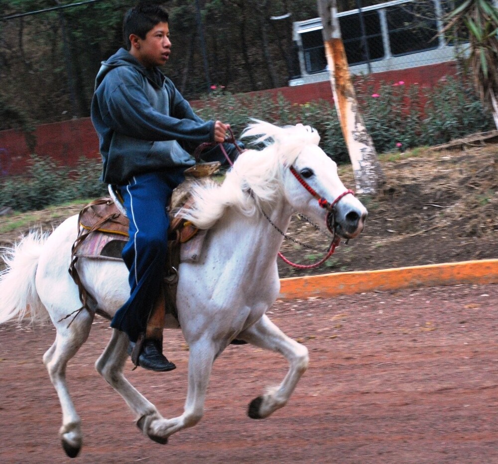 Галицено: лошади размером с пони