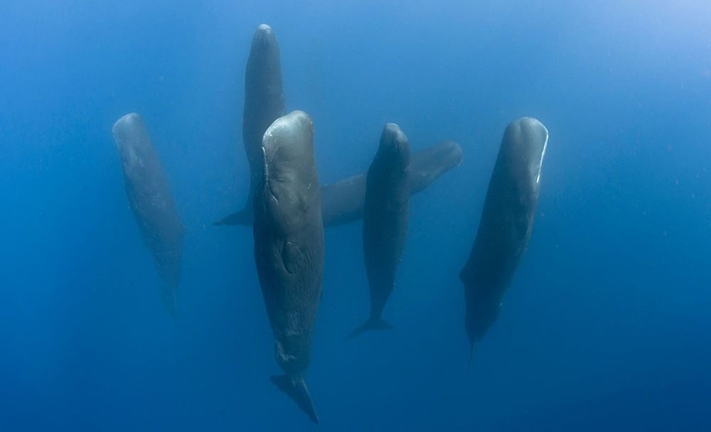 Как спят киты, пингвины, дельфины и ластоногие?