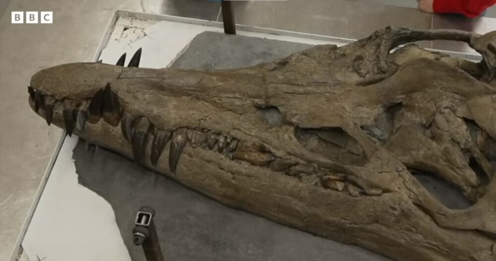 Гигантский череп ископаемого «морского монстра» нашли в Великобритании