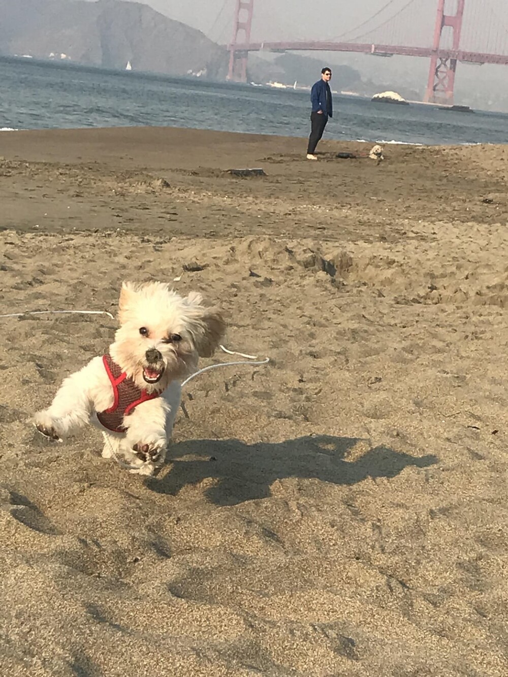 3. Мой щенок впервые на пляже