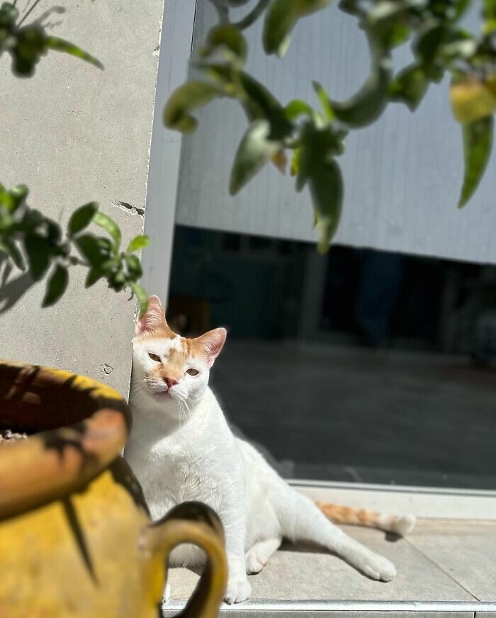 Кот, подобранный с улицы, стал "сотрудником" ветклиники