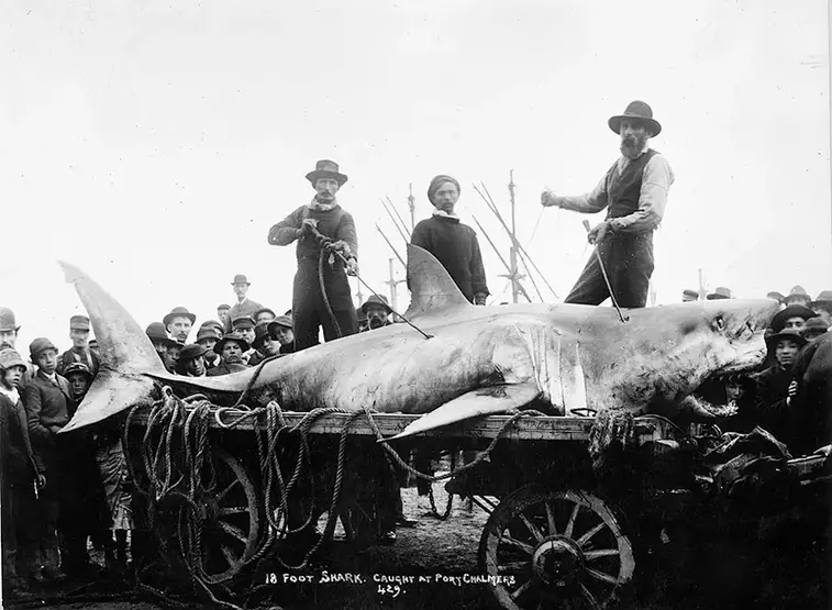 12. Акула в городе Порт-Чалмерс, Новая Зеландия, 1900-е