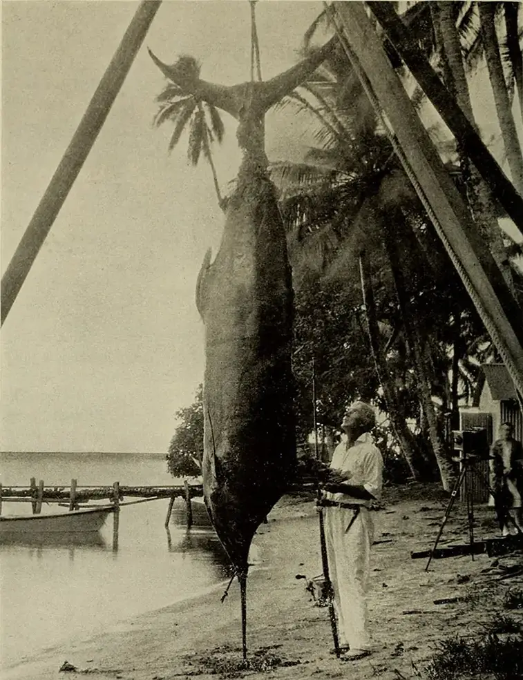 6. Марлин, пойманный на Таити, 1901 год