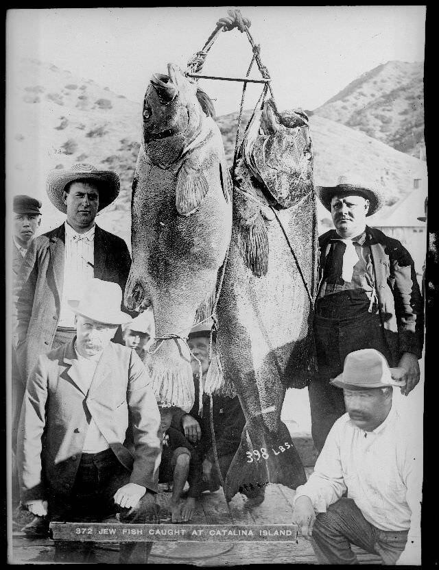 23. Мужчины поймали двух австралийских серебристых горбылей, остров Каталина, около 1910 года