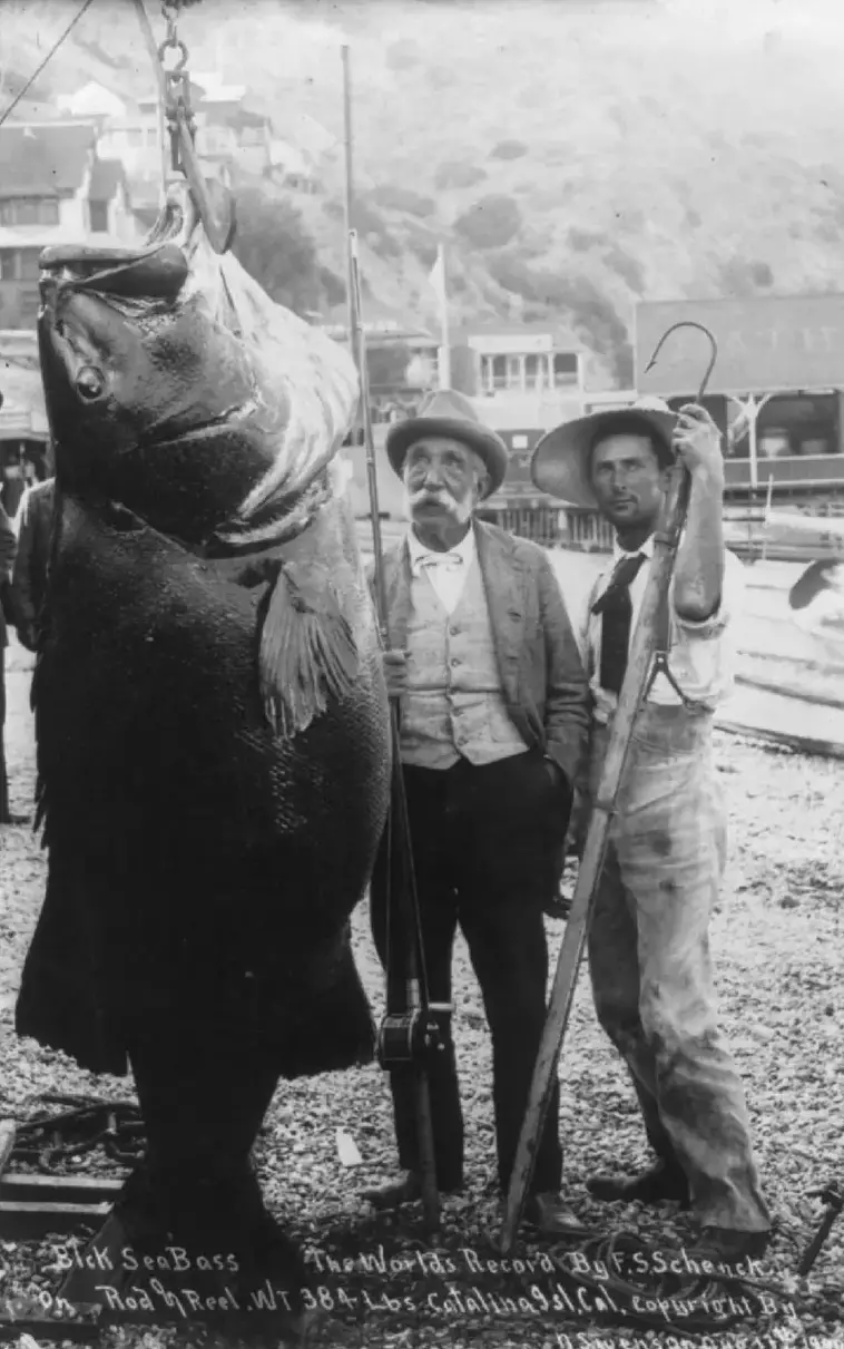 2. 175-килограммовый чёрный морской окунь, которого поймал Франклин Шенк, остров Каталина, Калифорния, 17 августа 1900 года