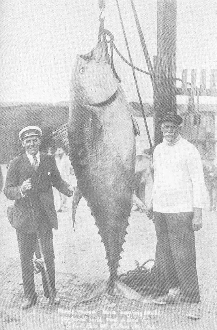 8. Тунец весом 308 кг, 1911 год