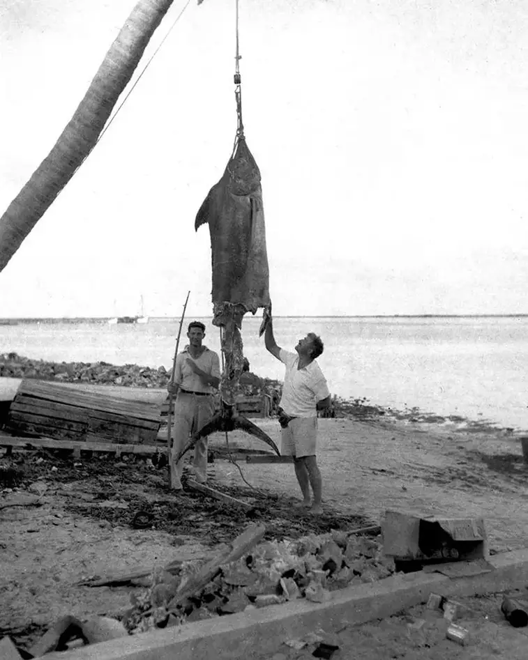 11. Писатель Эрнест Хемингуэй и художник Генри Стратер поймали 226-килограммового марлина. Багамы, 1935 год
