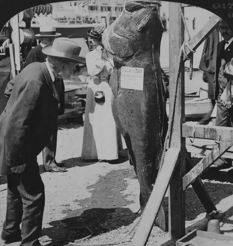 14. 90-килограммовый чёрный окунь, Каталина, Калифорния, 1906 год