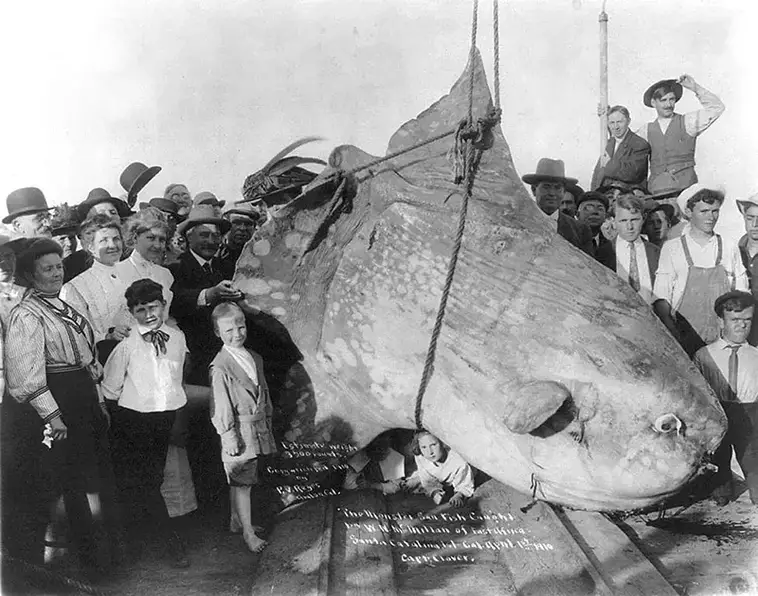 3. Рыба-солнце весом 1,5 тонны, остров Санта-Каталина, Калифорния, 1 апреля 1910 года