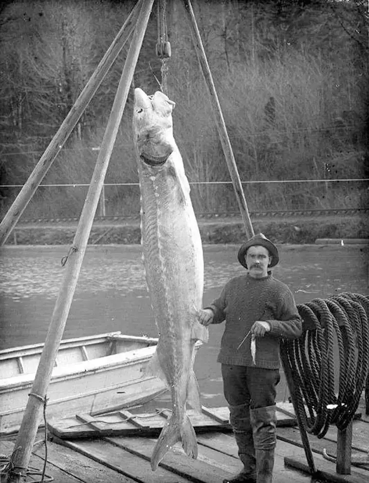 7. Крупный осетр, река Колумбия, США, около 1900 года