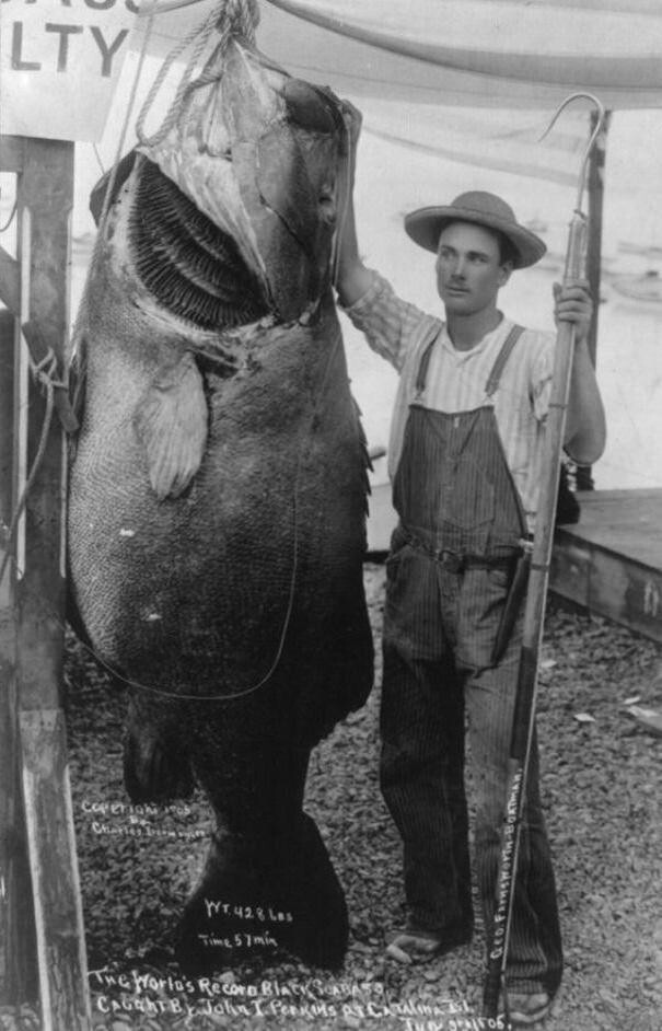 25. И снова чёрный морской окунь, остров Каталина, 1905 год