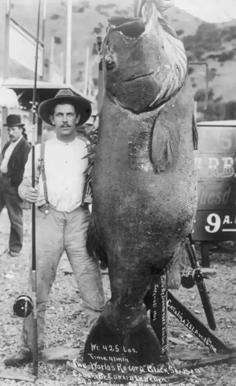 1. Эдвард Ллевеллен с чёрным морским окунем весом 193 кг. Остров Каталина, Калифорния, США, 26 августа 1903 года