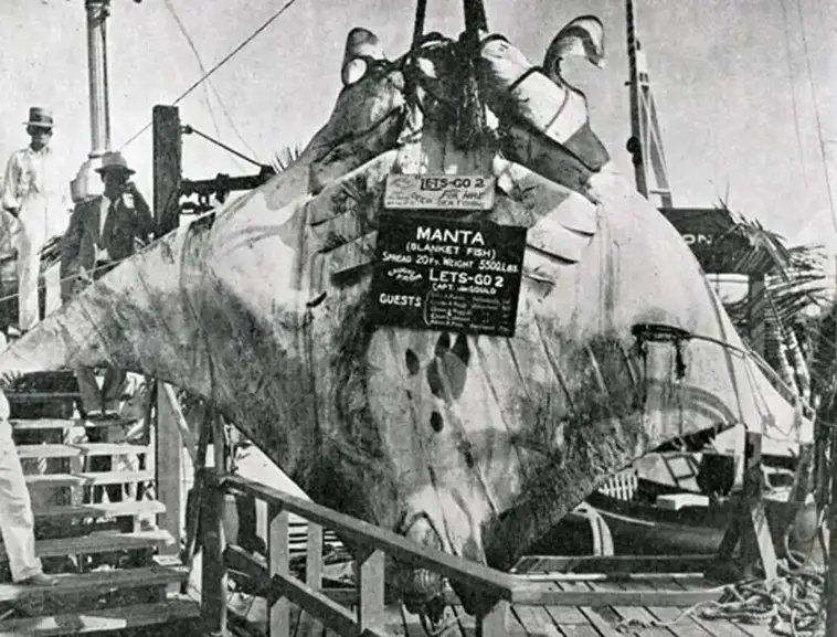 4. Манта весом 2,2 тонны и шириной 6 метров, 1932 год