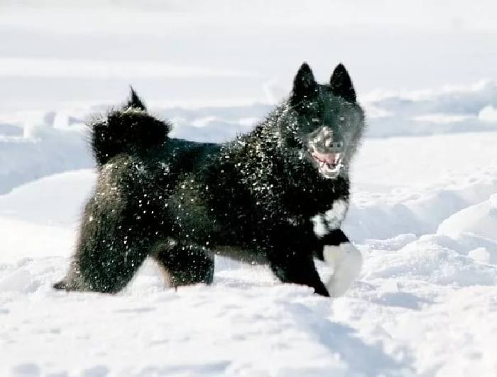 Русско-европейская лайка: маленькая и жизнерадостная собака, способная навсегда изменить жизнь городского жителя