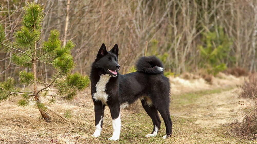 Русско-европейская лайка: маленькая и жизнерадостная собака, способная навсегда изменить жизнь городского жителя