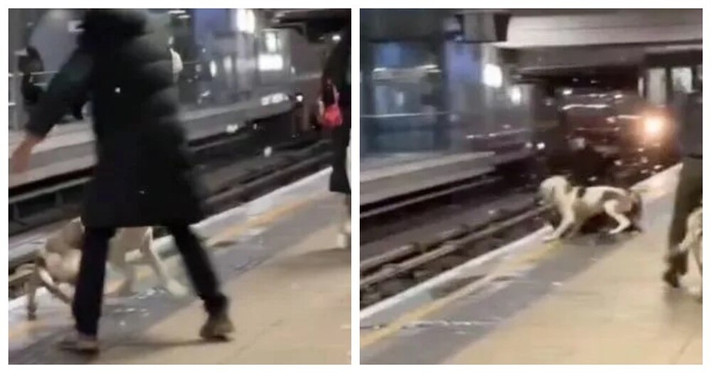 В Лондоне мужчина чуть не попал под поезд, спасаясь от разъярённого американского булли