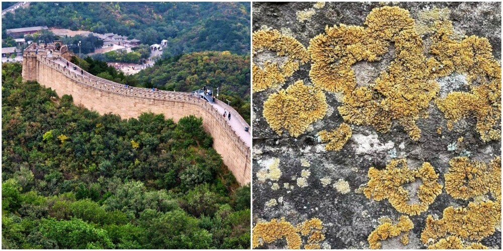 Лишайники спасают Великую китайскую стену от разрушения