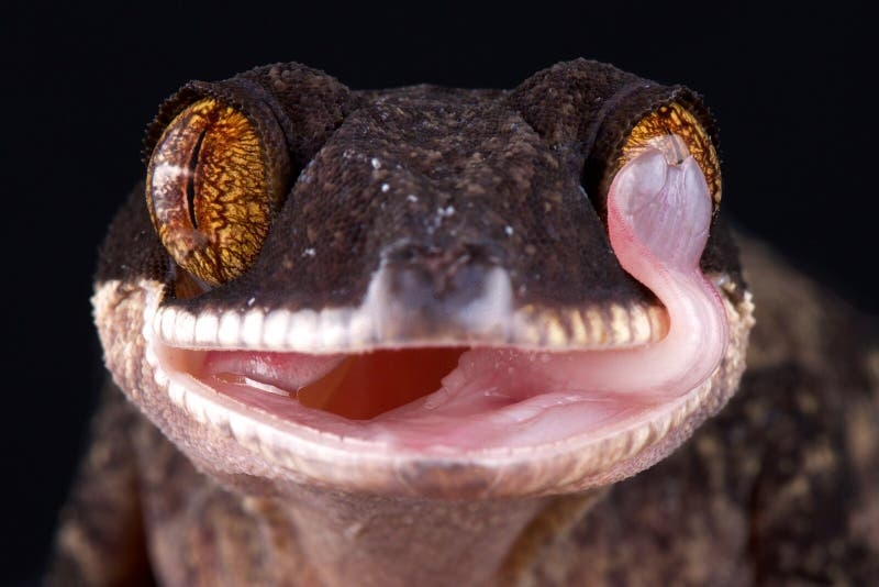 Зачем гекконы  лижут свои глаза языком?