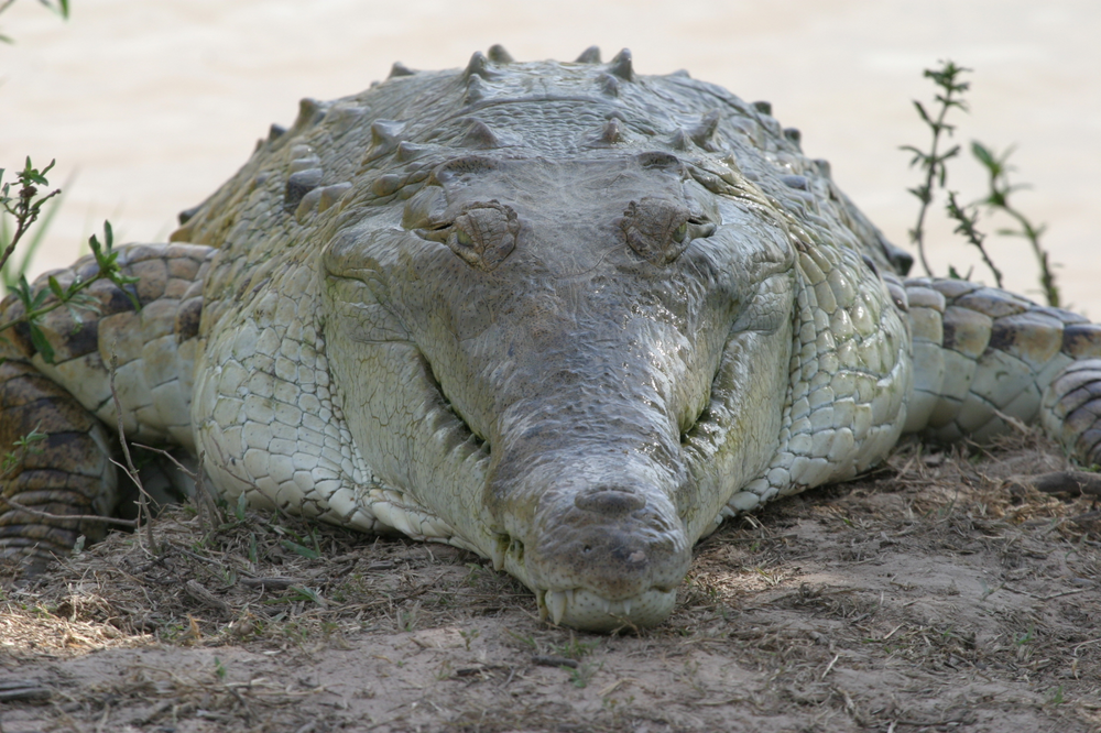 Оринокский крокодил: закованный в чешуйчатую броню монстр
