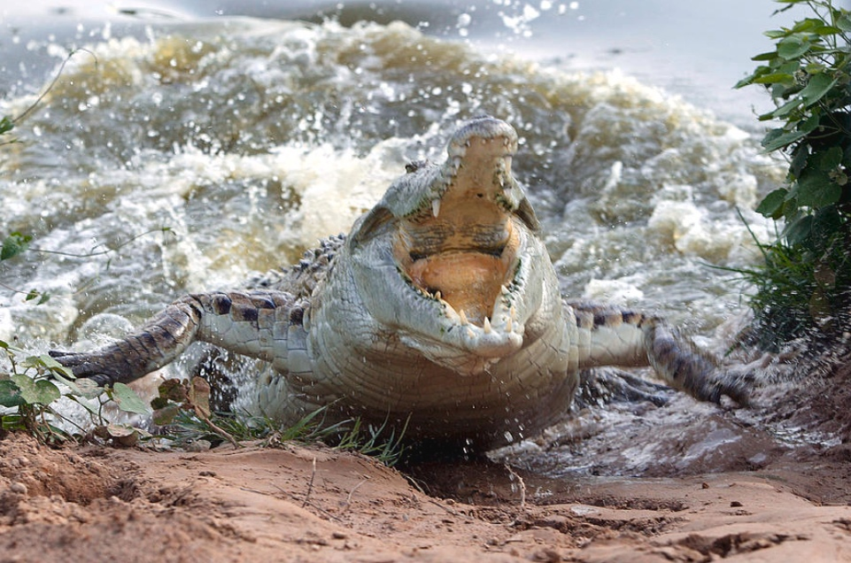 Оринокский крокодил: закованный в чешуйчатую броню монстр