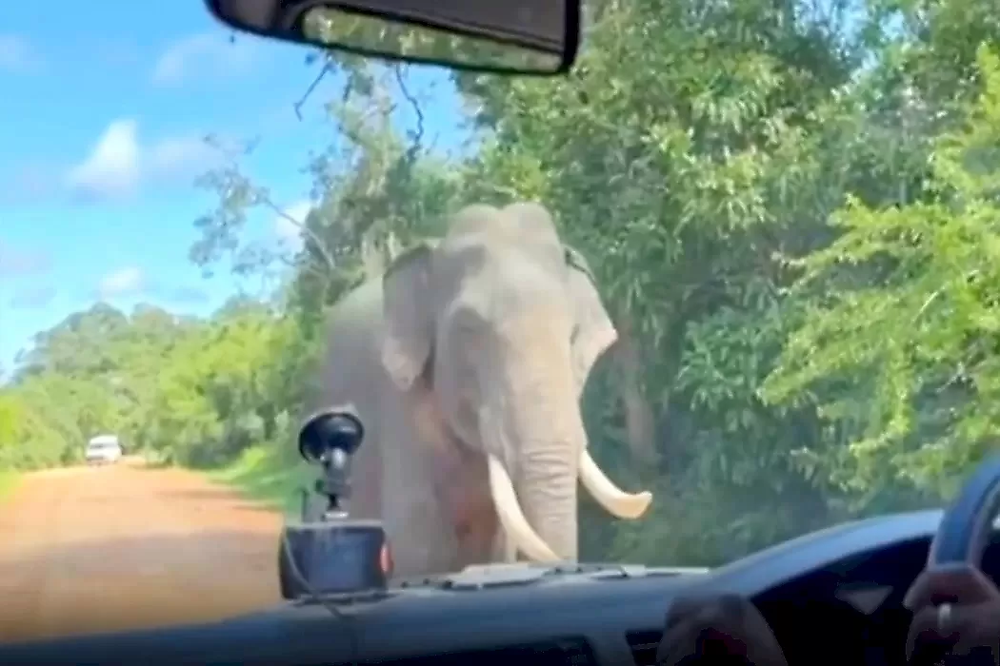 Слониха терроризирует туристов, требуя еду 