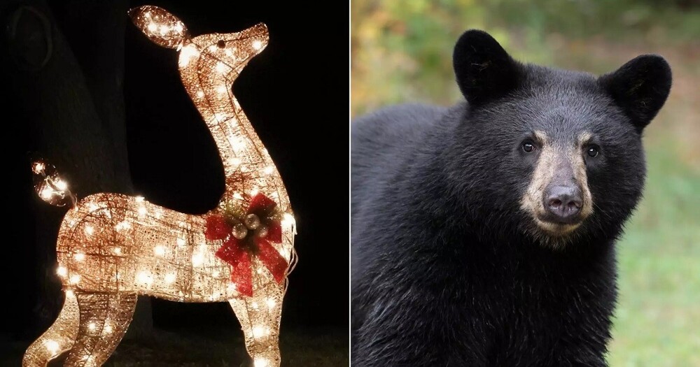 Во Флориде медведь напал на рождественские декорации и стащил оленя