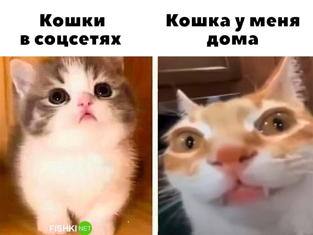 Кошки в соцсетях и дома