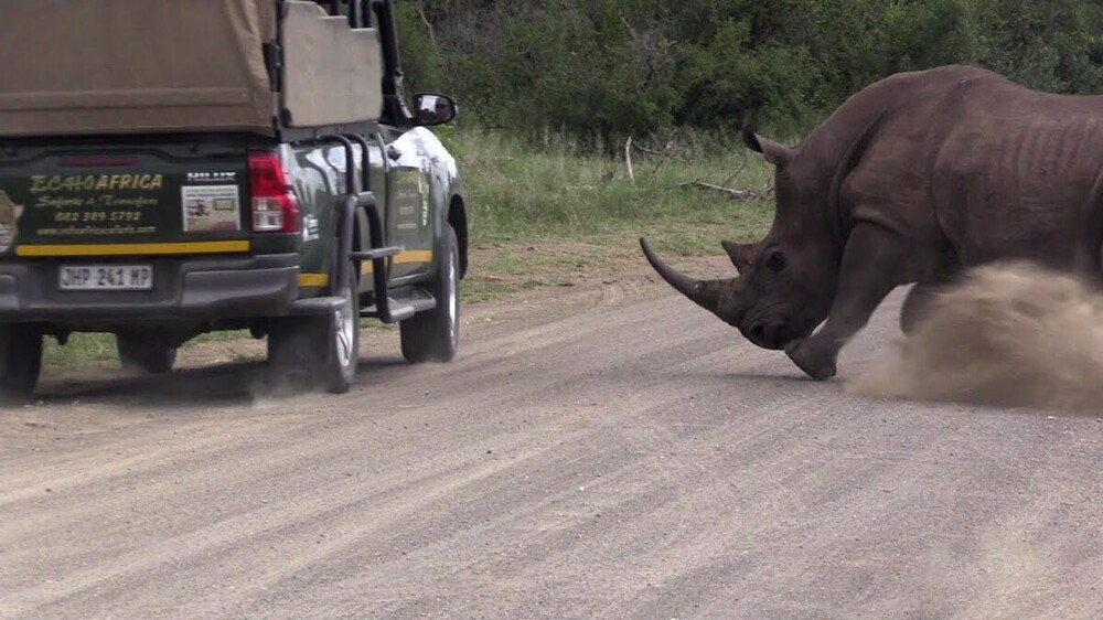 С юмором о носорогах