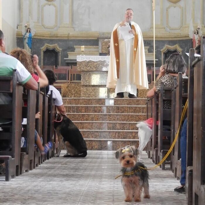 Священник из Бразилии спасает бездомных собак
