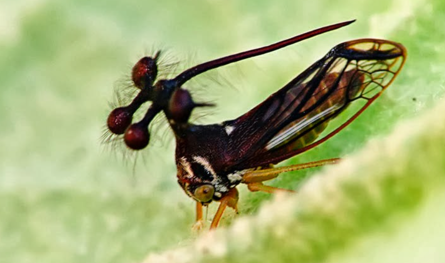 Почему это насекомое похоже на инопланетного монстра и почему ученые уже 200 лет не могут разгадать его тайны