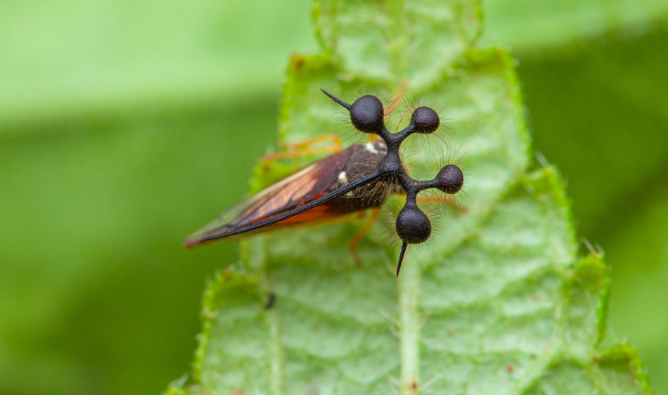 Почему это насекомое похоже на инопланетного монстра и почему ученые уже 200 лет не могут разгадать его тайны