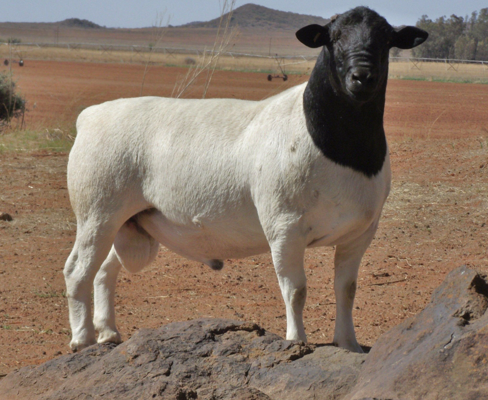 Дорпер: "голая" овца из Африки