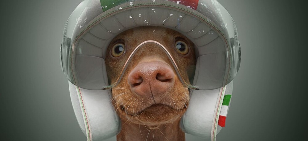 13 самых быстрых пород собак в мире на стильных портретах от фотографа из Лондона