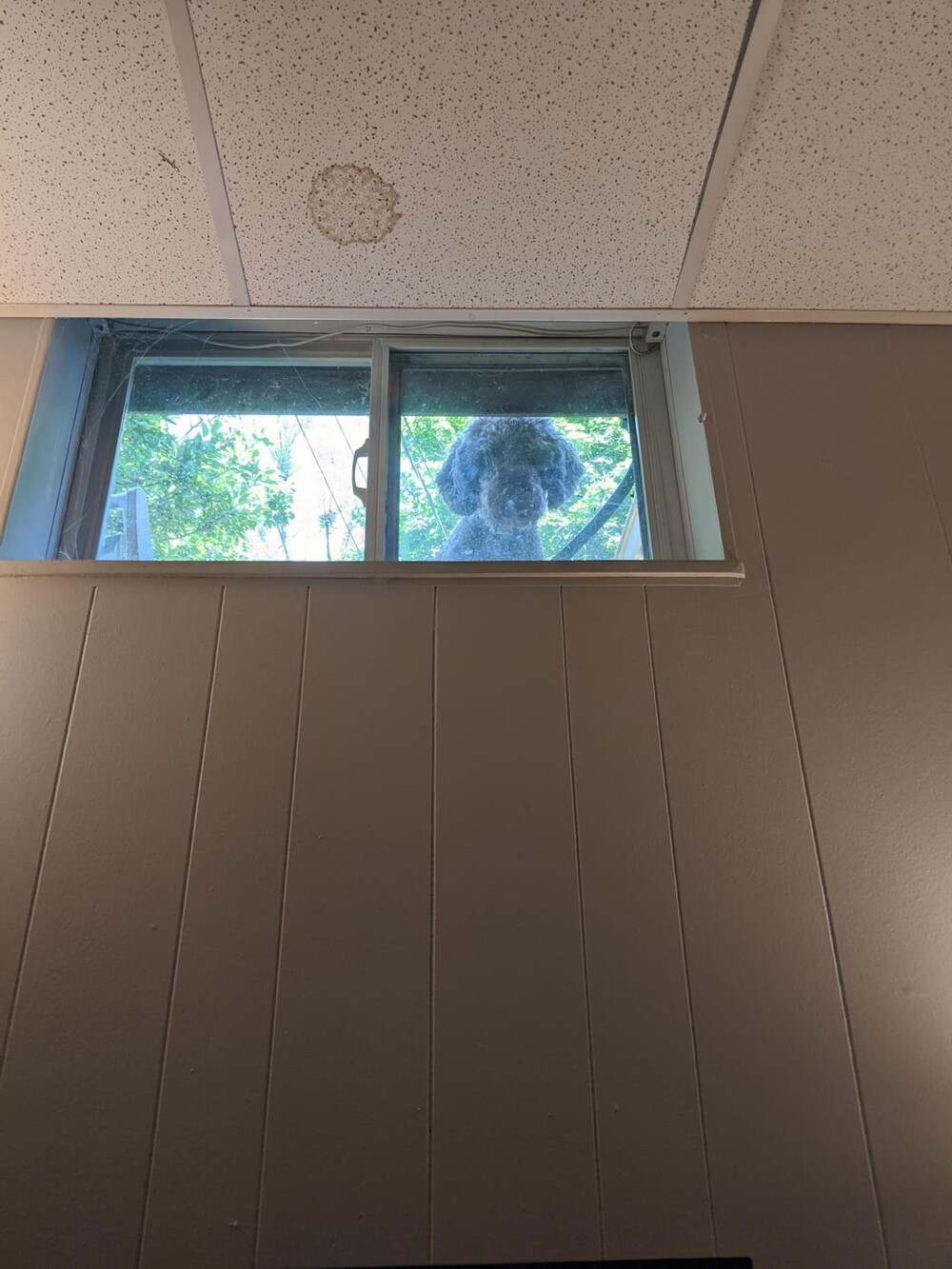 9. Эта собака любит заглядывать в мой офис в подвале и пугать меня, когда я поднимаю глаза