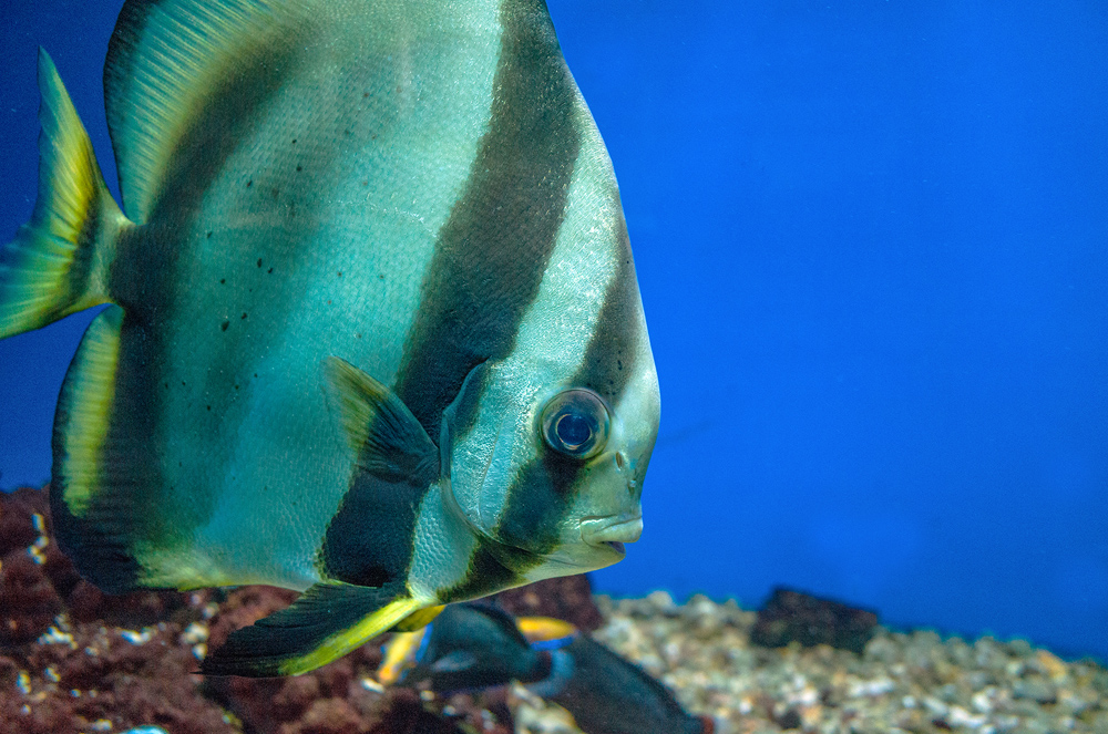 Перистый платакс: хитрая рыба, способная удивить