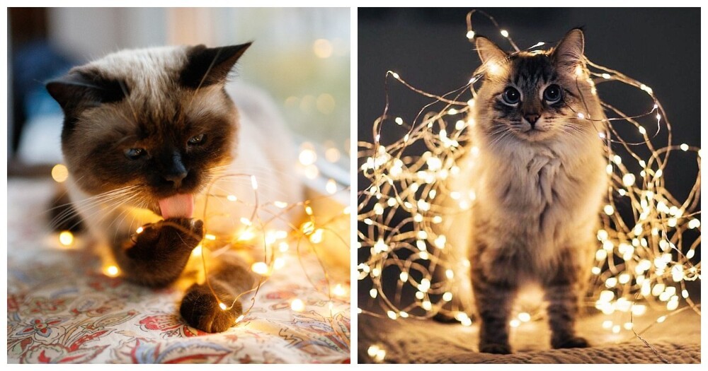Магия огоньков и котиков
