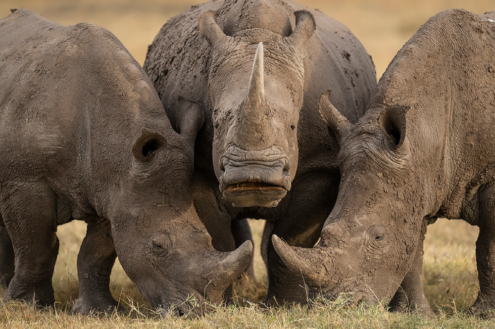 2. Победитель в категории «Дикая природа»: «Три белых носорога», заповедник Ол Педжета, Наньюки, Кения © Гектор Д. Асторга из Миссии, Техас, США